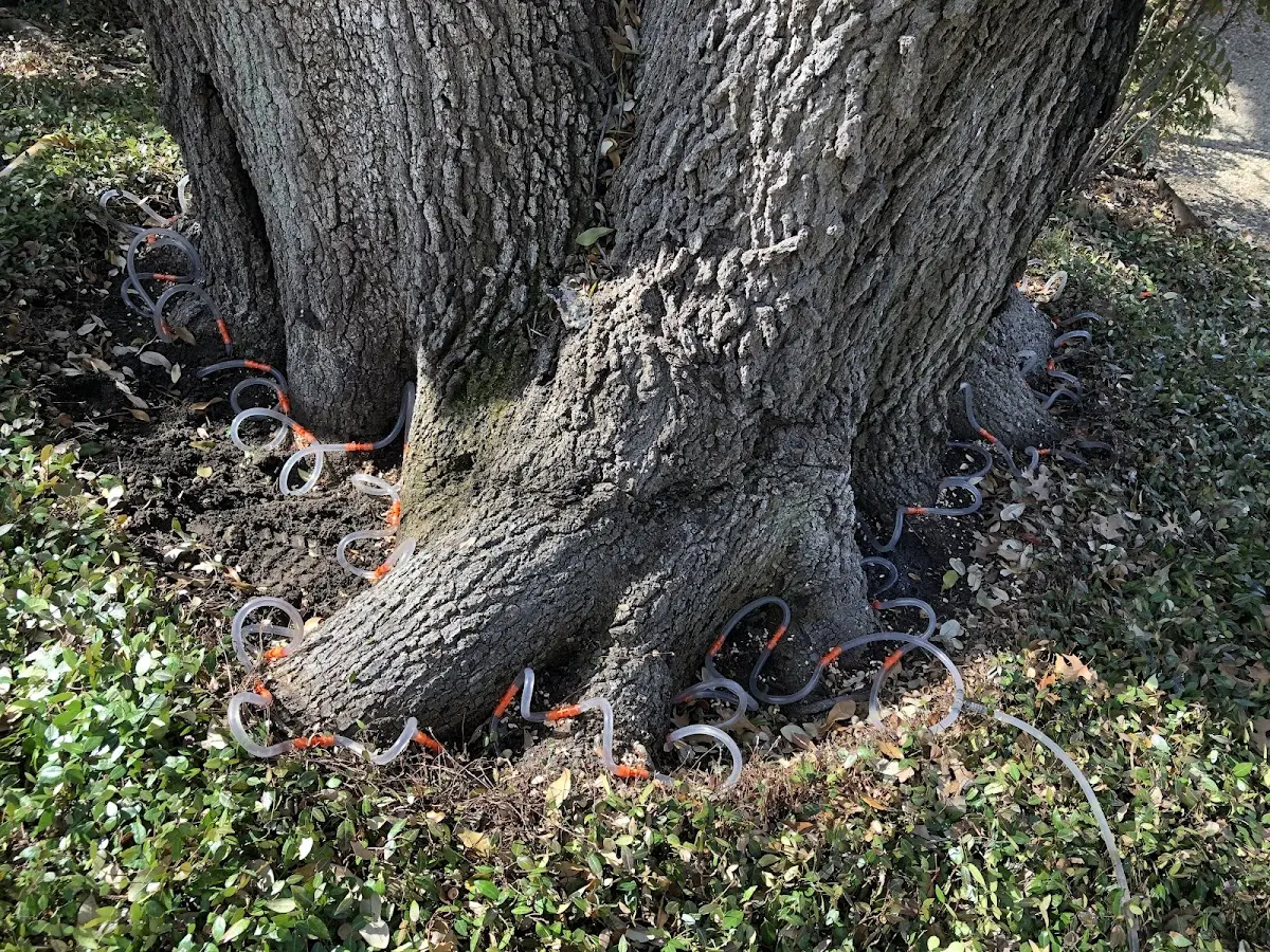 Detailed Tree Cabling and Bracing job site in Derry