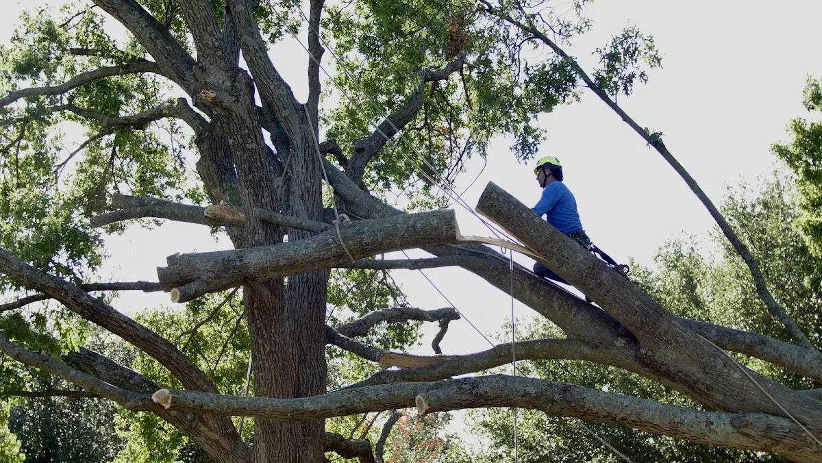 Professional Crown Thinning performed by certified arborists in Derry